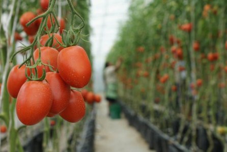 Cultivos zonagricola: Tomates