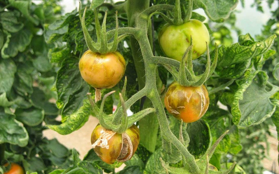 Enfermedades más comunes del tomate