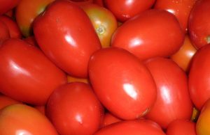 siembra de tomate