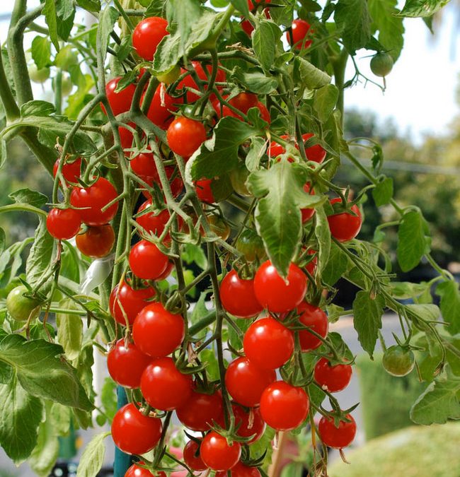 Todo lo que debes saber sobre el tomate cherry y sus variedades