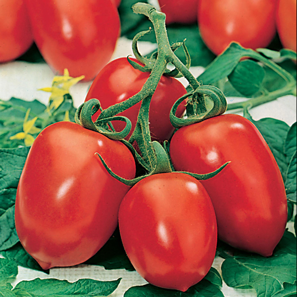 Importancia del tomate Roma VF y su resistencia a enfermedades e insectos